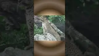 #animal Wild Whispers: Secrets of the Leopard