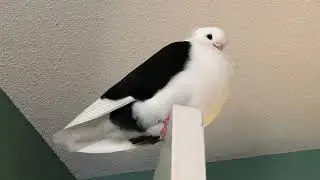A fluffy cute Old German Owl Pigeon お目目大きいふわふわ白黒美人ハト