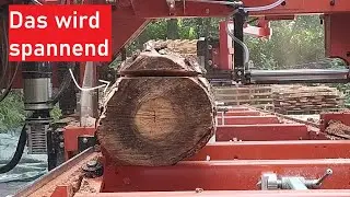 Mehr tolle Birkenstämme für das Sägewerk + meine erste richtige Maserknolle!