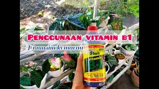 TIPS PENYIRAMAN VITAM!IN B1 UNTUK KELADI DAN ALOKASIA DI MUSIM KEMARAU