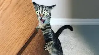 You Laugh, You Lose! 😹 The Funniest Cat Videos 2025😾Part 6