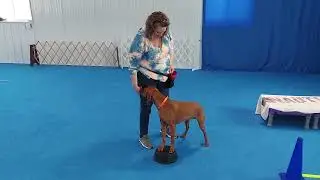 Perhaps AKC  Fit Dog Level 1