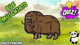 Bue Muschiato: Curiosità Divertenti sugli Animali per Bambini - Regno animale - Mammiferi - quiz