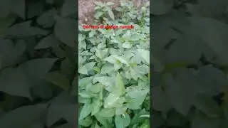 bertani di depan rumah
