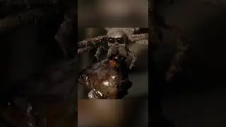 Паук, кидающий сеть. Паук-гладиатор