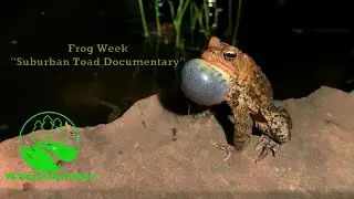 American Toad Documentary: Suburban Toads