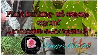Beware of the risks in doing plant hunting. #Caladium #ferns # snake plant #flame lily #rubber plant