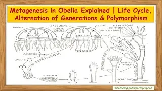 Metagenesis in Obelia Explained | Life Cycle, Alternation of Generations & Polymorphism.