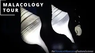 All about Sally's Sea Shells | HMNS MALACOLOGY TOUR