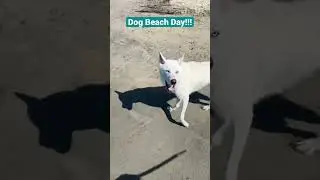 Dog beach day!!!