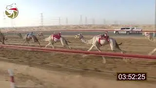 سباق اللقايا – سيف العرب 31-01-2026 ش10 بيان لـ أحمد مسري سالم بالعرطي  7:32
