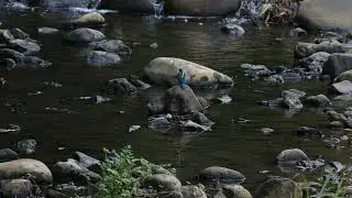 3767#カワセミ#水絡み#鶴見川#Kingfisher#water entangled#20190730#2／2