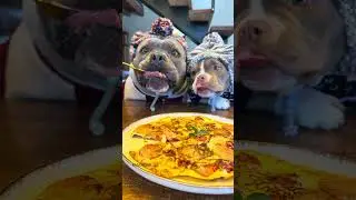 Omelete para os Dogs 🐾