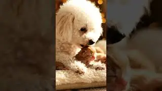 Heartwarming Moments of Animal Bonding