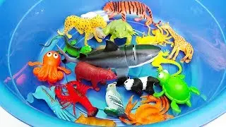 Learn Colors With Wild Animals Sea Animals Names in Water Tub Shark Toys For Kids