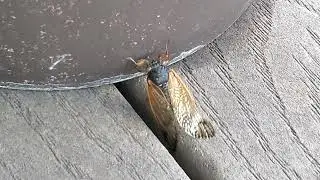Brood X Cicada 