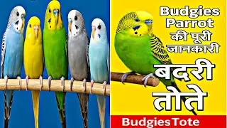 How I Take Care of My Budgies | Hamari Bird Family Hindi Guide