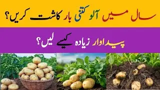 Potato growing season in pakistan || Potato farming in pakisan || Shshzad Munir 