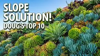 Small Succulent Slope Ideas