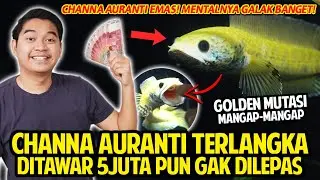CHANNA AURANTI TERLANGKA! MUTASI JADI EMAS! DITAWAR RP 5JUTA PUN GAK DILEPAS! GALAK BANGET! MANGAP!