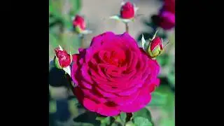 Rose Big Purple (Биг Перпл роза)