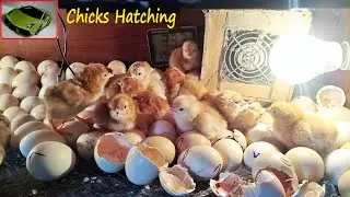 RIR Golden chicks Hatching in Egg Incubator | Golden chicks Hatching