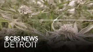 Michigan marijuana industry sues state new wholesale tax
