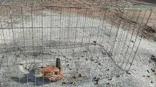 Dica melhorar a perna bamba