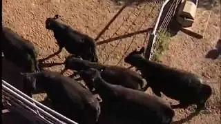 Working cattle through gateways