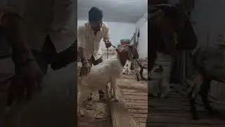 ALHAMDULILLAH QUALITY BORE MALE 5_6 MAN 3 GENERATION AVAILABLE #ARISHGOATWORLD 8623994780