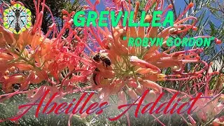 Grevillea | Robyn Gordon| Botanique Mellifère | Abeilles Addict