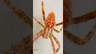 #spider #naturefacts #natureisawesome #upclose