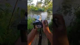 Wings of Music: Lesser Whistling Ducks 🎶🦆