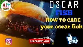 Oscar Fish Keeping | How to care your Oscar fish | Oscar Fish Tank Mates