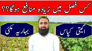 How to Decide About the Sowing of Spring Maize vs Early Cotton | Bilal Kanju Official 