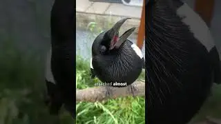 Magpie always comes back to her