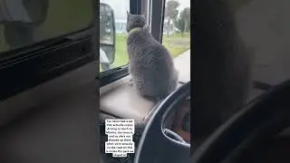 Mishka along for the ride #cat