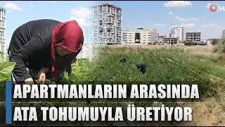 Çiftçi Apartmanların Arasında Ata Tohumuyla Üretiyor! 