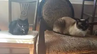 Pawce of Mind