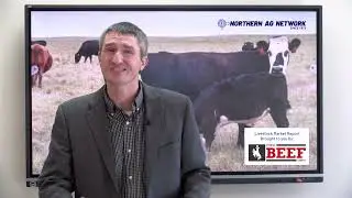 Disappointing August for Cattle Markets, But Tight Supplies Point to Strong Prices Continuing