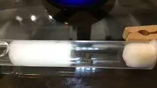 New colony! Lasius Brevicornis