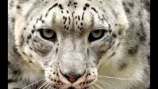 Best Animal Wallpapers 2015