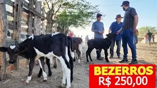 FEIRA DO GADO EM CARUARU-PE    12-03-2024  #nordeste