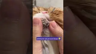 Anabul bebas jerawat hitam didagun hanya sekali mandi dengan sabun batang handmade by dewarangga