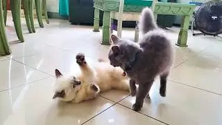 This Is How Cats Start Their Day | Khozkha & Phipho&rsquo;s Morning Adventure