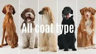 Premium Coat Care with Tauro Pro Line | Natural Pet Grooming Products
