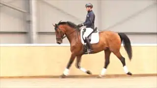 Matt Hicks explains how to ride shoulder-in
