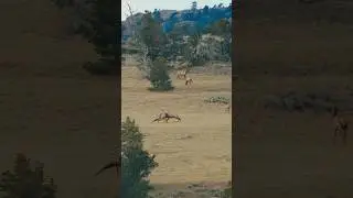 The warriors of September! #nature #elk #fight #outdoors #rut #archeryhunt #mountains