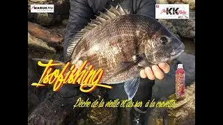 Isofishing : P&ecirc;che de la vieille et du sar &agrave; la crevette