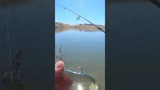 WALMART LURES #shorts #shortsvideo #shortvideo #viralshort #video #viralvideo #viralshorts